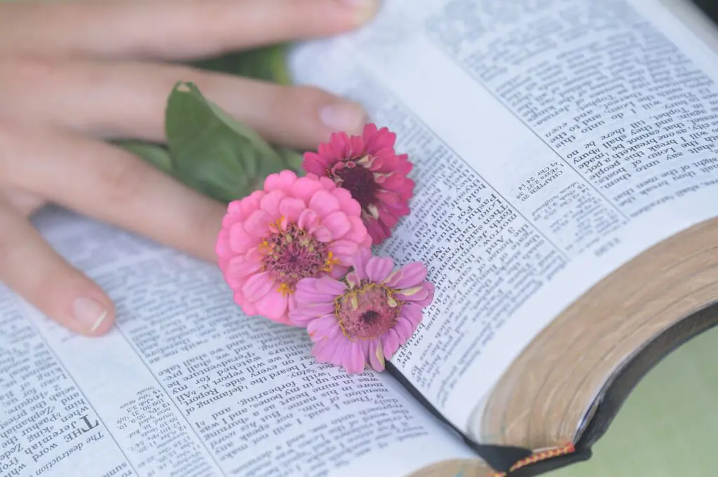 An open Bible with three vibrant pink zinnias resting on its pages, accompanied by a hand gently holding one of the flowers. This serene image evokes a sense of peace and contemplation, suitable for themes related to spirituality and biblical inspiration.